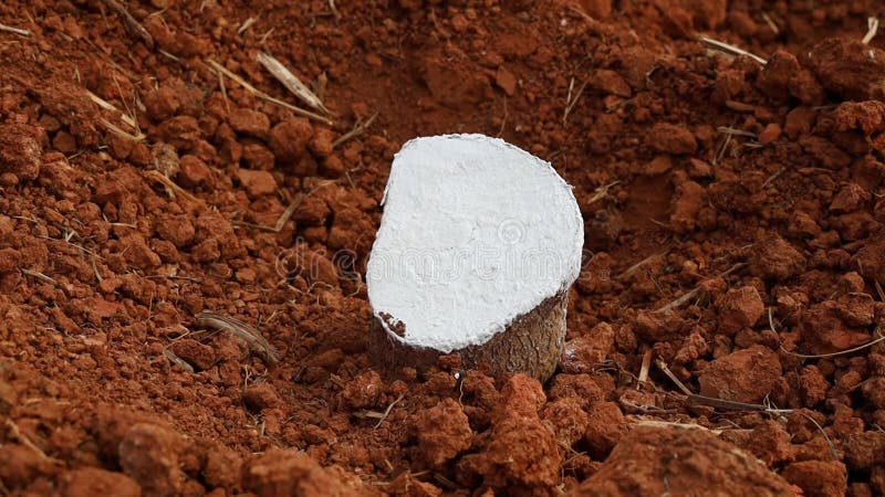 Metraje de cierre de un trozo de yam con harina en un suelo fangoso almacen de metraje de vídeo