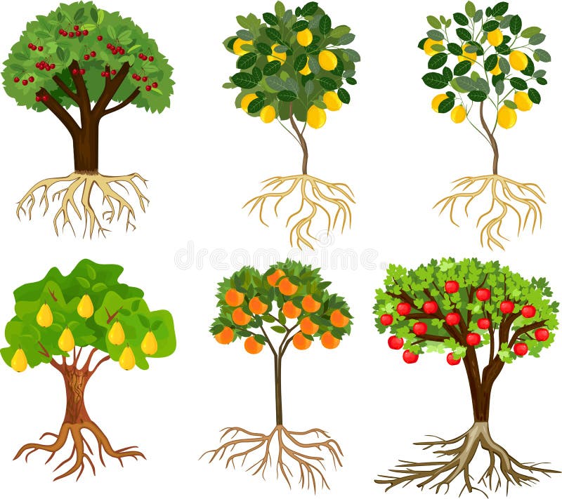 Alberi Da Frutto Con Radici Profonde Metta Degli Alberi Da Frutto Del Fumetto Differente Con I Frutti Ed Il