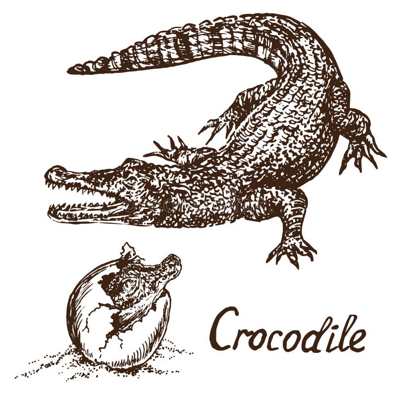 Ha Un Coccodrillo Come Simbolo Il Coccodrillo Vero Del Coccodrillo Ha Covato Da Un Uovo Illustrazione