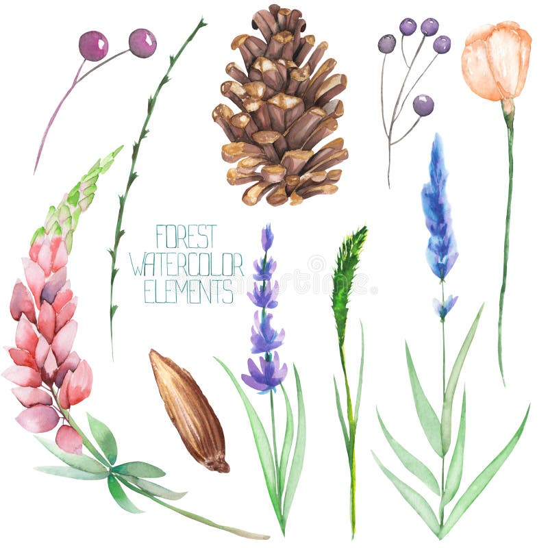 Metta, raccolta con gli elementi isolati della foresta dell'acquerello (bacche, coni, lavanda, wildflowers e rami) royalty illustrazione gratis Metta, raccolta con gli elementi isolati della foresta dell'acquerello (bacche, coni, lavanda, wildflowers e rami) royalty illustrazione gratis