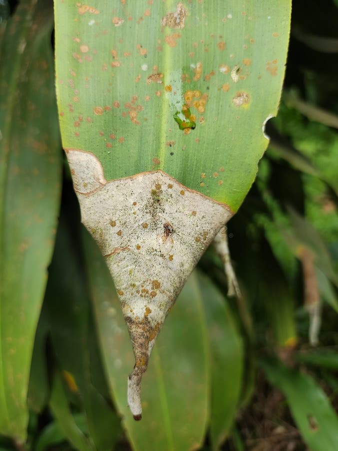 Metà essiccata immagine stock