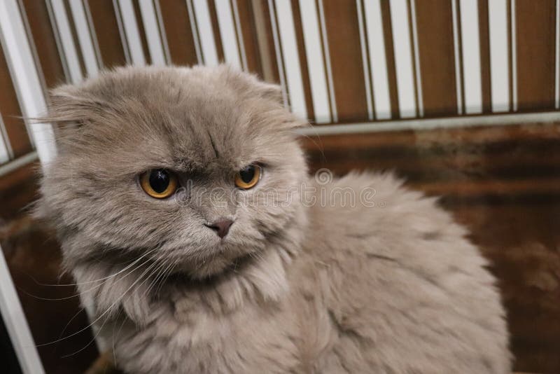 Meu animal de estimação é meu gato fotografia de stock Meu animal de estimação é meu gato fotografia de stock