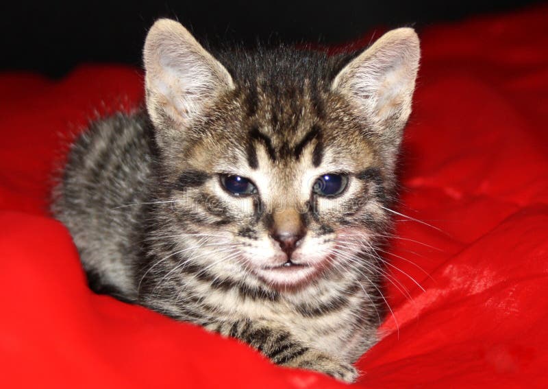Meu gatinho pequeno da ilha em Tenerife imagens de stock Meu gatinho pequeno da ilha em Tenerife imagens de stock
