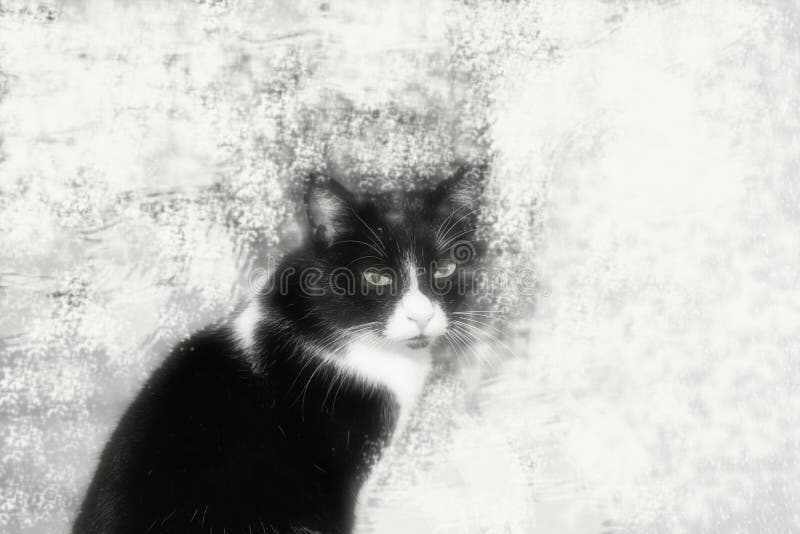 Meu gato fotografia de stock royalty free Meu gato fotografia de stock royalty free