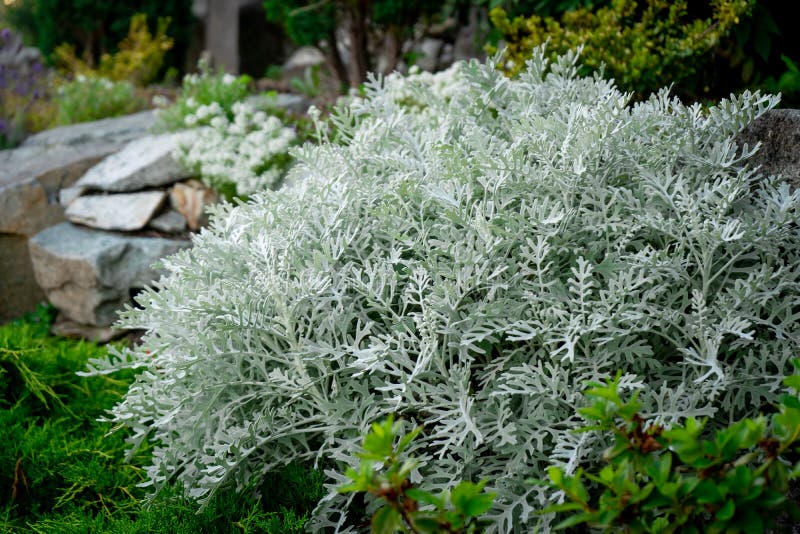 Dusty miller silver ragword plant - silver foliage plan bush in a cottage garden. Dusty miller silver ragword plant - silver foliage plan bush in a cottage garden.