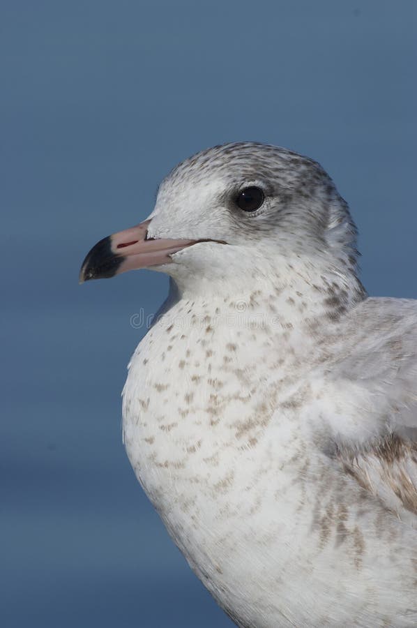 Mew il gabbiano, canus del Larus fotografie stock Mew il gabbiano, canus del Larus fotografie stock