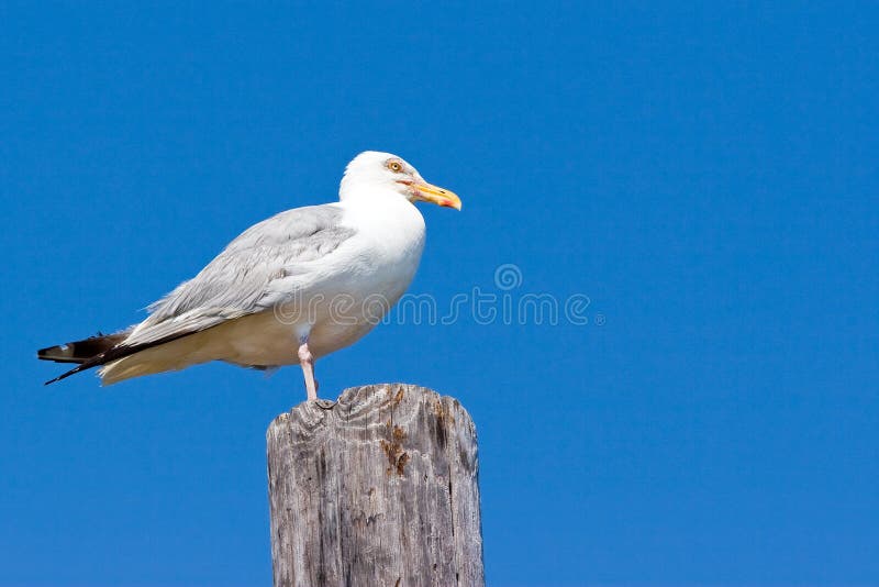 Mewa zdjęcie stock