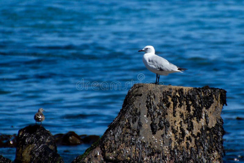 Mewa na skale fotografia royalty free
