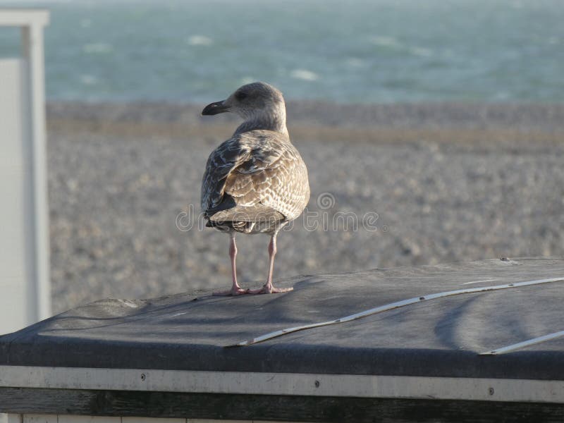 Mewa pospolita, Larus argentatus, na dachu chaty plażowej zdjęcia stock Mewa pospolita, Larus argentatus, na dachu chaty plażowej zdjęcia stock