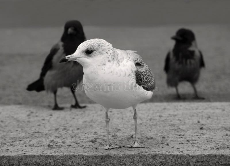 Juvenile European Herring Gull and two Hooded Crows on the sea embankment on a cloudy day. Black and white photo with soft selective focus. Juvenile European Herring Gull and two Hooded Crows on the sea embankment on a cloudy day. Black and white photo with soft selective focus