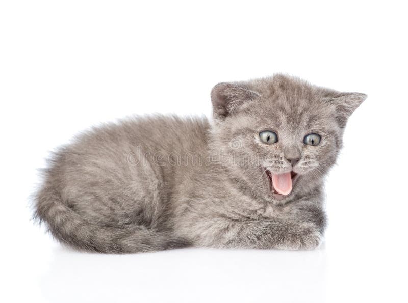 Кот на белом фоне