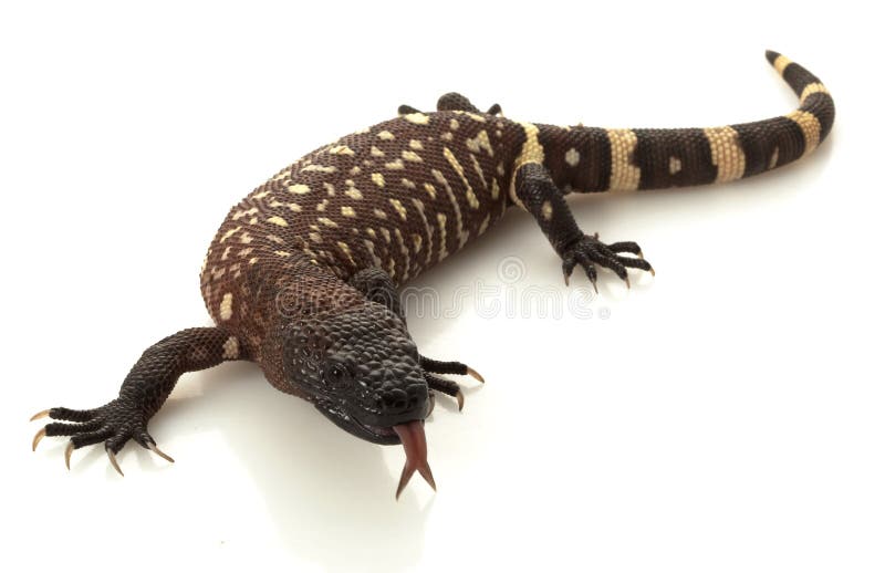 Mexican Beaded Lizard