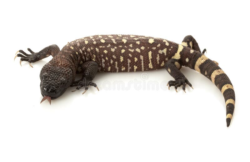 Mexican Beaded Lizard