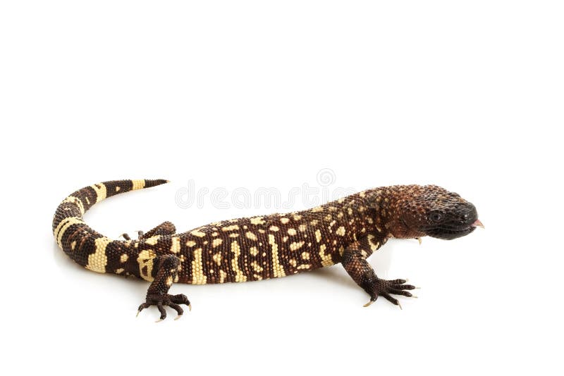 Mexican Beaded Lizard