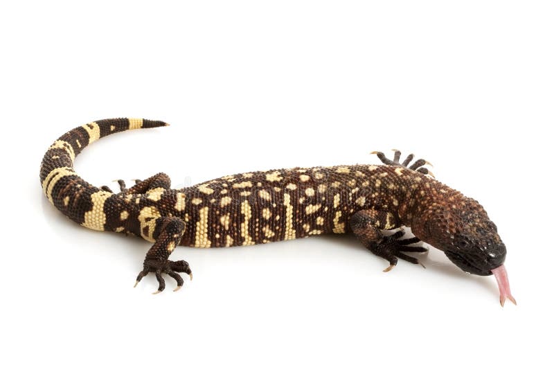 Mexican Beaded Lizard