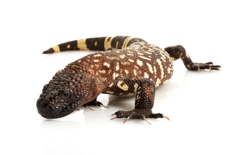 Mexican Beaded Lizard Royalty Free Stock Photo Image 9854675