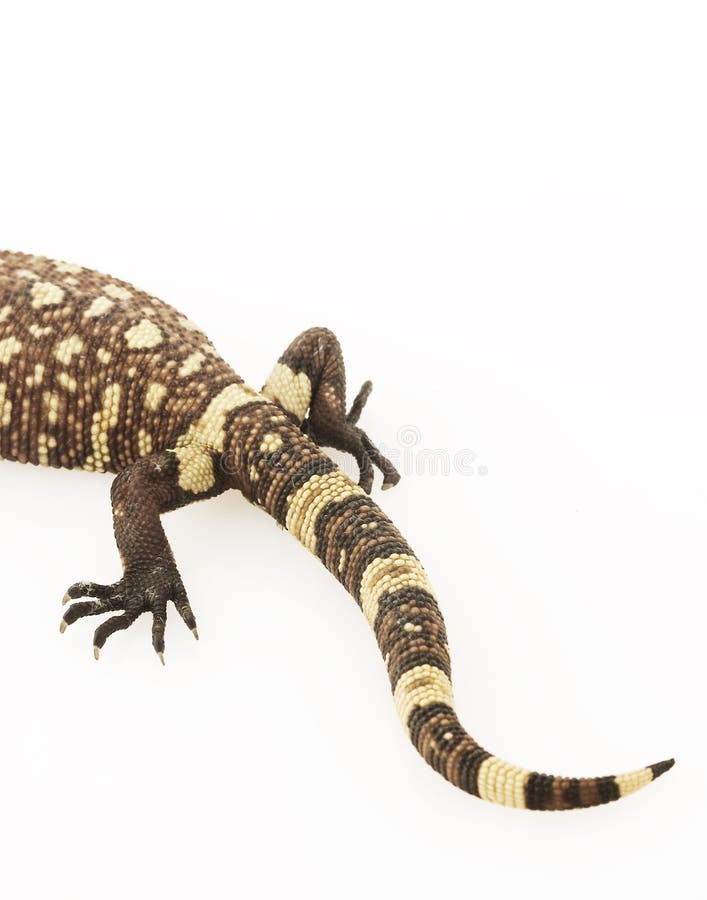 Mexican Beaded Lizard (Heloderma horridum)