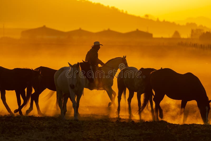 A Mexican Charro Cowboy Rounds Up A Herd of Horses Running Through The Field On A Mexican Ranch At Sunrise stock image A Mexican Charro Cowboy Rounds Up A Herd of Horses Running Through The Field On A Mexican Ranch At Sunrise stock image