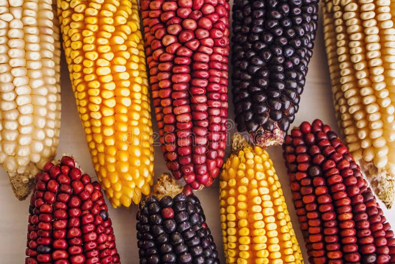 Mexican Corn Crop in Different Colors in Mexico Stock Photo Image of