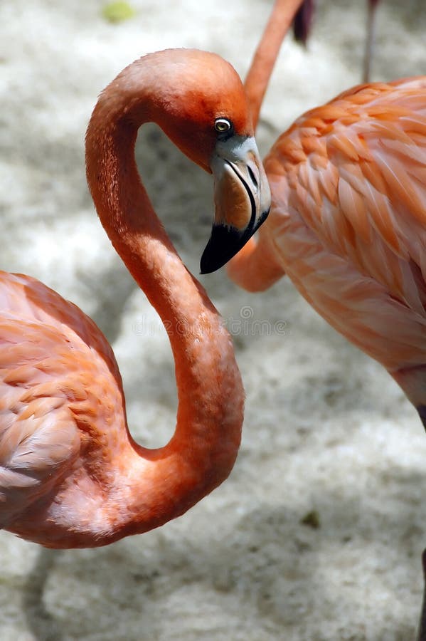 Mexican Flamingo