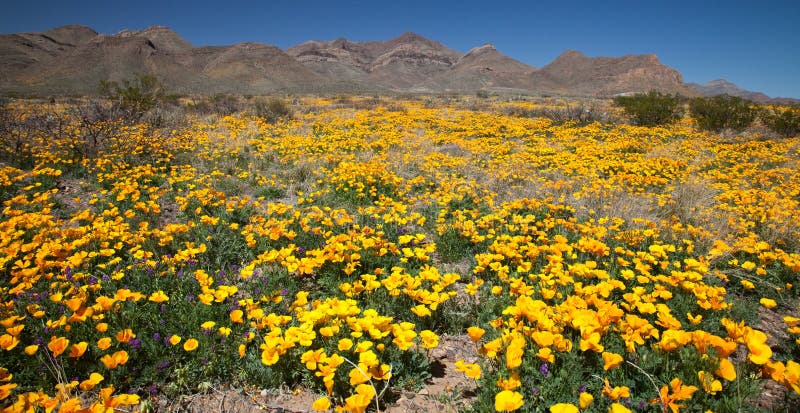 Mexican Gold Poppies royalty free stock photography
