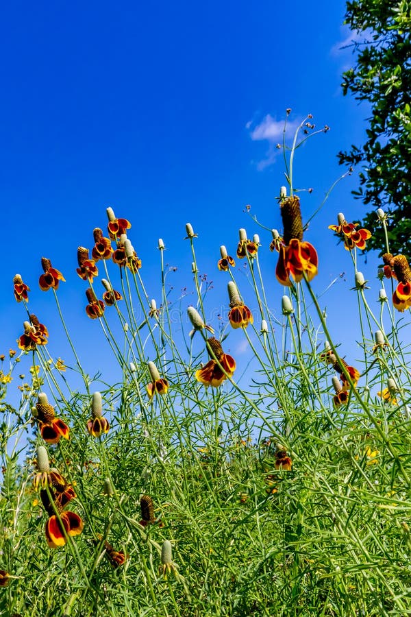 Mexican Hat Wildflowers stock photo. Image of cone, texas 69999652