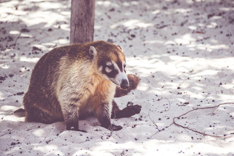 9,354 Mexican Animal Photos Free & RoyaltyFree Stock Photos from