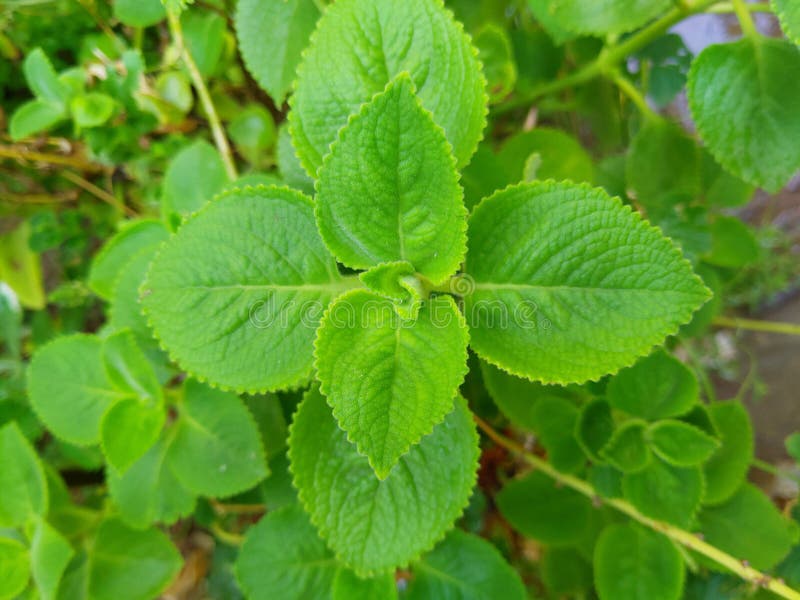 Mexican mint plant stock image. Image of person, evergreen - 185725313