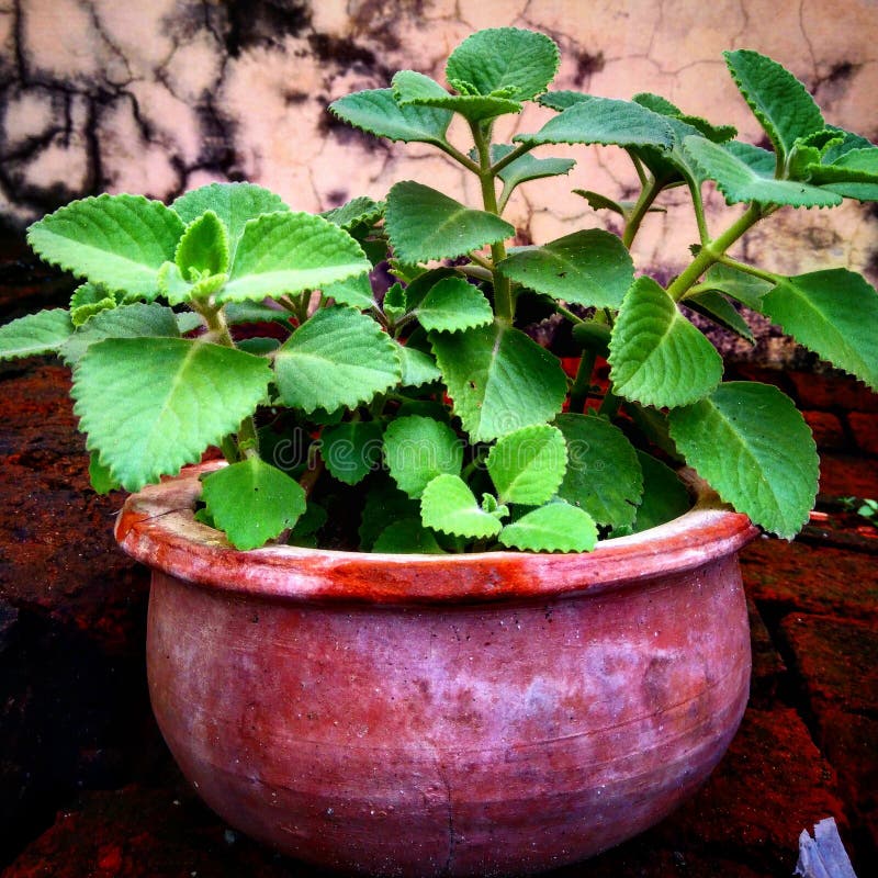 Mexican Mint Plant Beautiful Stock Photo Image of plant, mexican