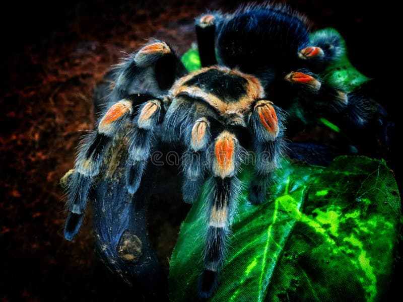Mexican red knee tarantula stock image. Image of spider 274834237