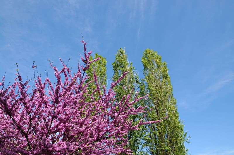 Mexican Redbud Tree Springtime Blossoms. Cercis siliquastrum royalty free stock photos