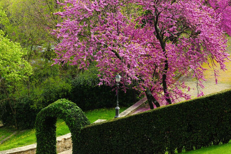 Mexican Redbud Tree Springtime Blossoms. Cercis siliquastrum royalty free stock photos