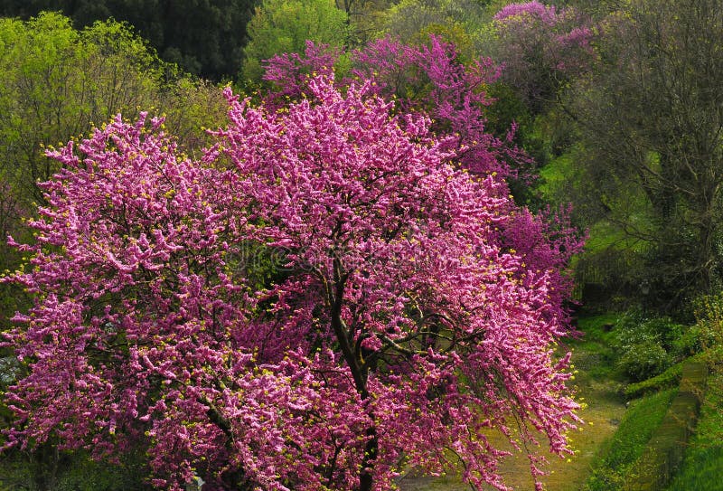Mexican Redbud Tree Springtime Blossoms. Cercis siliquastrum stock photo