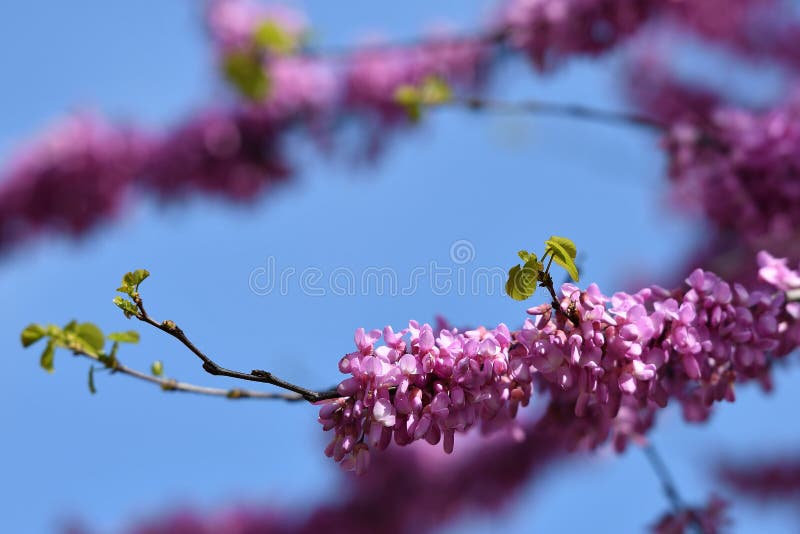 Mexican Redbud Tree Springtime Blossoms. Closeup on Flowers royalty free stock photography