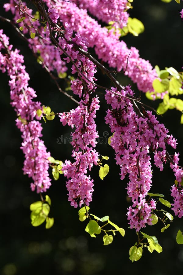 Mexican Redbud Tree Springtime Blossoms. Spring Season royalty free stock photo