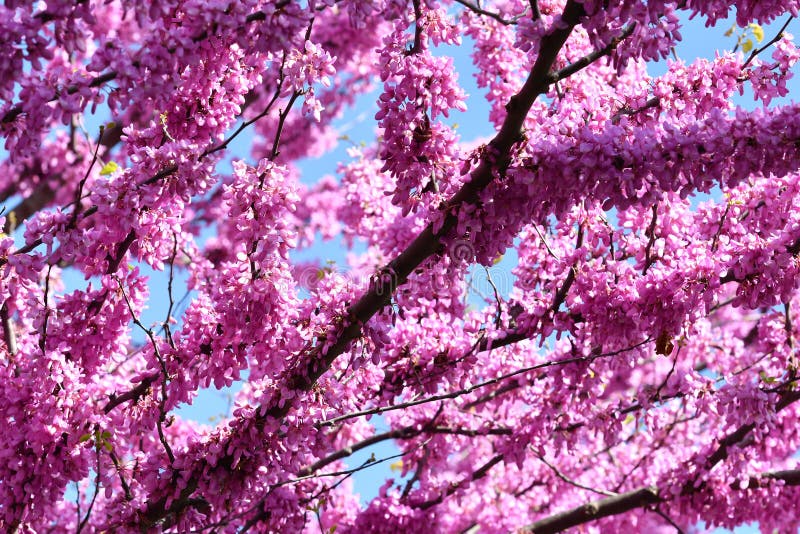 Mexican Redbud Tree Springtime Blossoms. Spring Season stock images