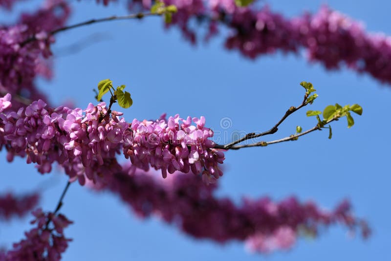 Mexican Redbud Tree Springtime Blossoms. Spring Season royalty free stock photography