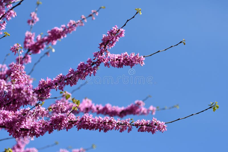 Mexican Redbud Tree Springtime Blossoms. Spring Season royalty free stock image