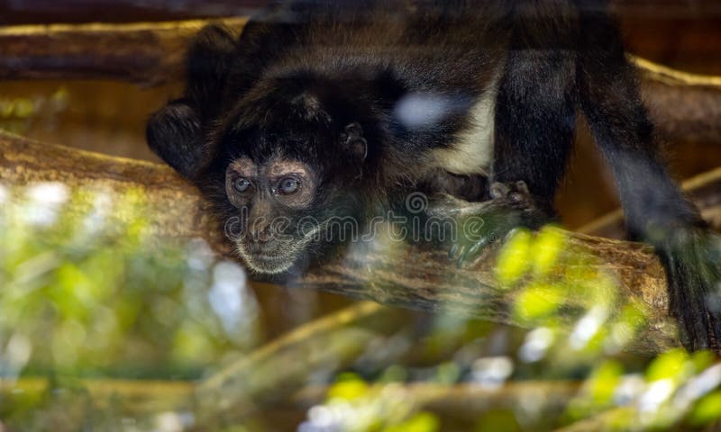 199 Funny Spider Monkey Stock Photos - Free & Royalty-Free Stock Photos from Dreamstime 199 Funny Spider Monkey Stock Photos - Free & Royalty-Free Stock Photos from Dreamstime