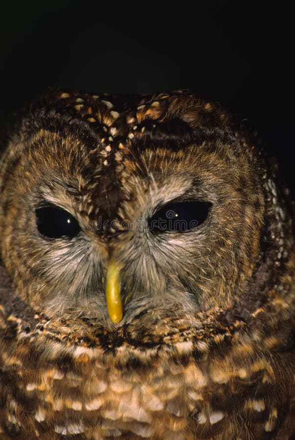 Mexican Spotted Owl stock photo. Image of wildlife, avian 12205440
