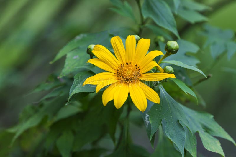 Mexican sunflower weed stock image. Image of yellow, background 34699179