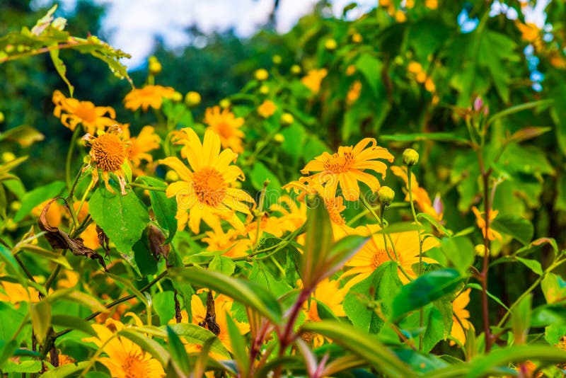 Mexican Sunflower Weed in Park Stock Image Image of park, maehongson