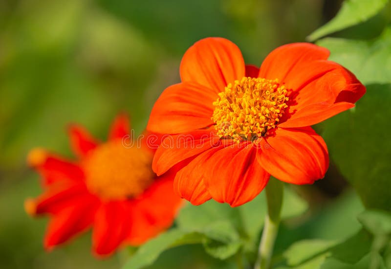 Mexican Sunflowers blooming in the garden