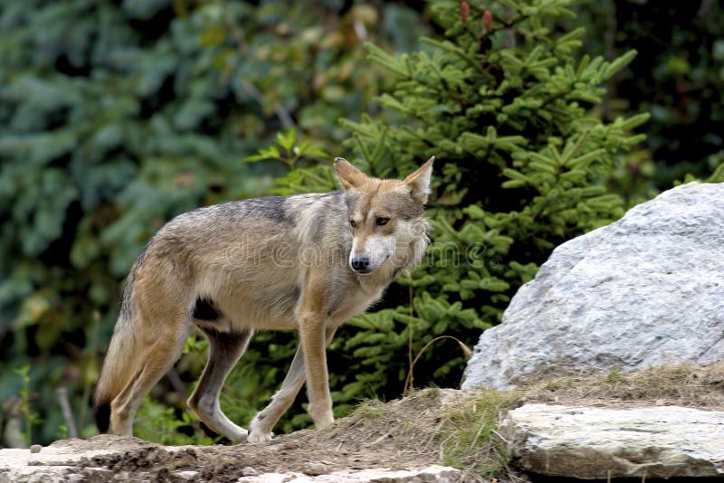 wolf walking away