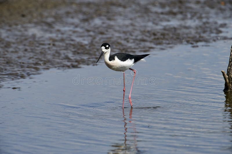 mexicanus Nero-con il collo del Himantopus del trampolo che sta sul bordo del lago Chapala immagine stock libera da diritti mexicanus Nero-con il collo del Himantopus del trampolo che sta sul bordo del lago Chapala immagine stock libera da diritti