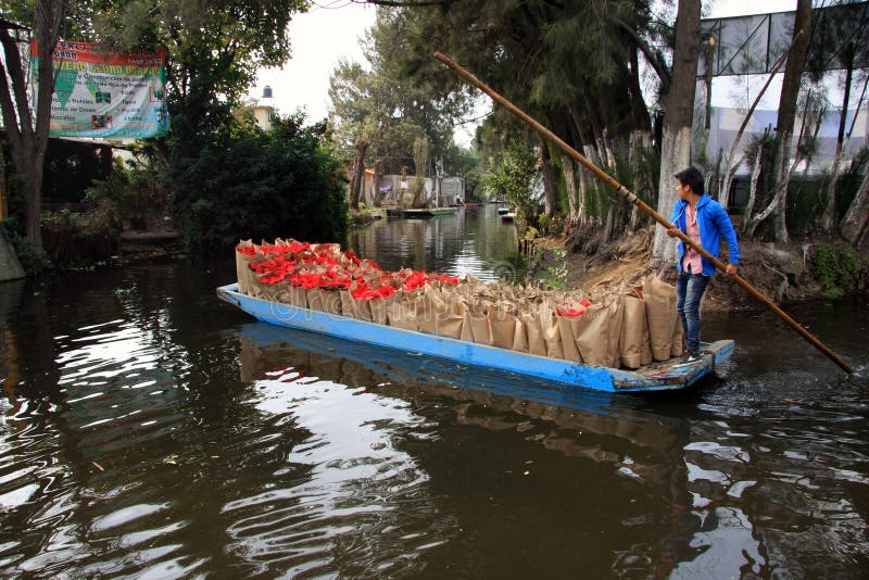 Mexico City, Mexico - November 24, 2015: Boy on canal boat delivering bags of fresh Poinsettia - Xmas/Christmas Flower in Xochimil stock images Mexico City, Mexico - November 24, 2015: Boy on canal boat delivering bags of fresh Poinsettia - Xmas/Christmas Flower in Xochimil stock images