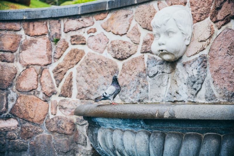 MEXICO - SEPTEMBER 20: Pidgeon standing next to a fountain with the statue of an angry angel throwing water out of his mouth stock photos MEXICO - SEPTEMBER 20: Pidgeon standing next to a fountain with the statue of an angry angel throwing water out of his mouth stock photos