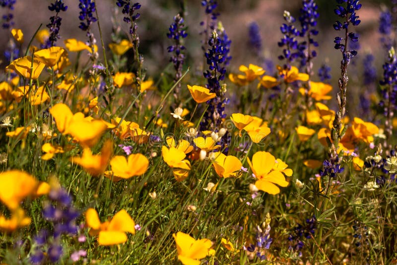 Mexikanische gelbe Mohnblumen stockbild Mexikanische gelbe Mohnblumen stockbild