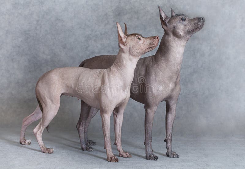 Mexikanischer Xoloitzcuintle Welpe Mit Dem Koffer Stockbild Bild von