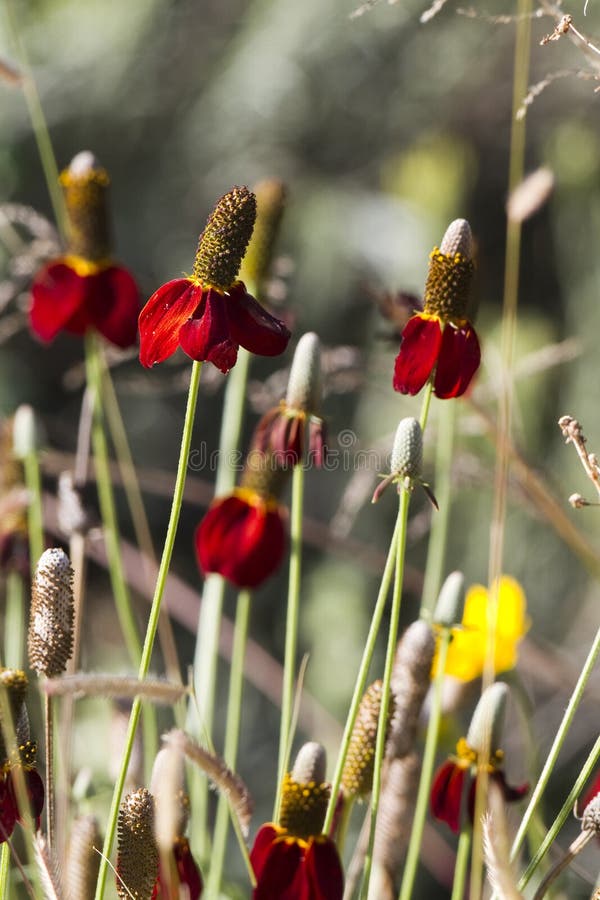 Mexikanischer Hut oder Grasland Coneflower, Ratibidaspalte stockbilder Mexikanischer Hut oder Grasland Coneflower, Ratibidaspalte stockbilder